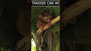 FACTS ABOUT TARSIER  ACTIVITIES IN BOHOL PHILIPPINES  SMALLEST PRIMATE [upl. by Lolande]