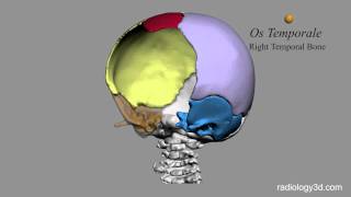 Ossa della Scatola Cranica Cranium Bones [upl. by Notnel43]