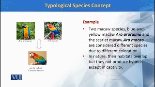 Typological Species Concept  Principles of Systematics ZOO511TTopic020 [upl. by Mali428]