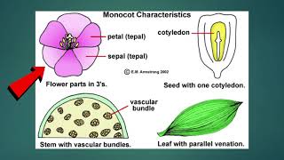 Science  Grade 6 Monocotyledons and Dicotyledons [upl. by Dutch]