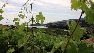 à la découverte des vins de Collioure [upl. by Zurc]