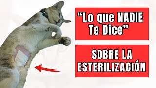 Si Has Castrado a tu Gato ¡Esto es Algo que Tienes que Saber [upl. by Yenalem]