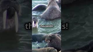 Walruses 5 Facts You Should Know 🤯 animals love nature [upl. by Haraz]