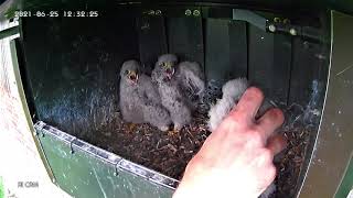 jackdaw pulls kestrel chick out of the nest [upl. by Ailedo196]