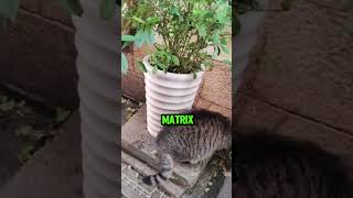 When You Meet…Yourself 🐱 Matrix Glitch with Identical Tabby Cats MatrixCats CatTwins cats [upl. by Adarbil618]