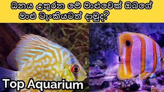 fish tank  beautiful aquarium  how to make fish tank  malu tanki hadana hati  lassana mali tanki [upl. by Sol]