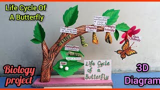 Life Cycle Of A Butterfly 3D model  life cycle of butterfly model project biologyproject [upl. by Htebazila478]