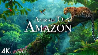 Animals Living in The Amazon Forest 4K UHD Video UHD Video youtubevideo animals [upl. by Nnylarat]