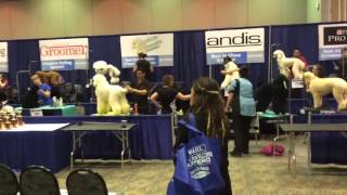 Northwest Grooming Expo 2016 [upl. by Nhguaval]