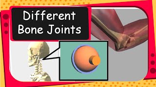 Science  Human Bones and Bone Joints Animation  English [upl. by Anurb655]