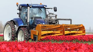 The Story of the Tulips  Planting to Harvest  One year at Maliepaard Bloembollen [upl. by Amargo994]