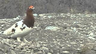 Ptarmigan Call [upl. by Favianus714]