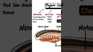 Phylum  Chordata Phylum  Chordata science sciencefacts विज्ञान [upl. by Llaccm665]