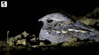 Savanna Nightjar or Caprimulgus affinis in Natural Habitat at Night [upl. by Lotte]