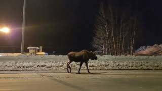 A moose walking on the Old Seward Highway Anchorage Alaska [upl. by Lunseth272]