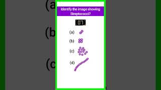 Quiz15  Bacterial Identification  microbiology bacteria shorts basicappliedmicrobiology [upl. by Htenywg]