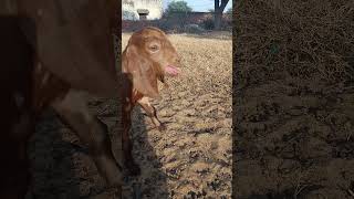 Bakre ke bacche ki awaazBakri Ki awaaz [upl. by Coffey969]