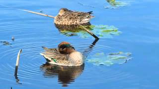 Vroege Vogels  Wintertalingen in de rui [upl. by Rossy]