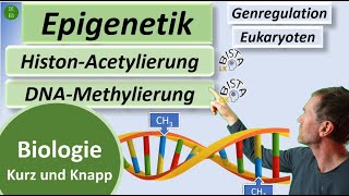 Epigenetik in 3mins  DNAMethylierung  HistonAcetylierung kurz erklärt  Biologie kurzampknapp [upl. by Hanson]