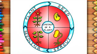 How to Draw Life Cycle of A Plant Diagram  Plant Life Cycle Drawing  Life Cycle of A Plant [upl. by Accebor625]