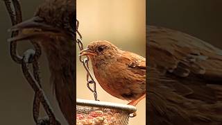 Dunnock [upl. by Akerdna263]