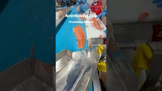 Processing salmon neerlandia trending salmon trendingshorts [upl. by Gillead598]