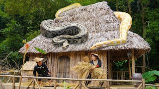 Dwarf Family handprocessed rice grains from harvested plants  Panicked To Meet Giant Pythons [upl. by Fuller]