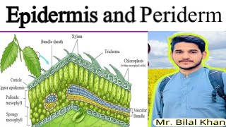 PERIDERM AND EPIDERMIS [upl. by Winnie]