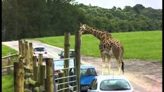 West Midlands Safari Park 20th July 2012 [upl. by Sternberg]