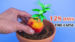 Peach Tree Growing From Seed Time Lapse 128 Days [upl. by Caren992]