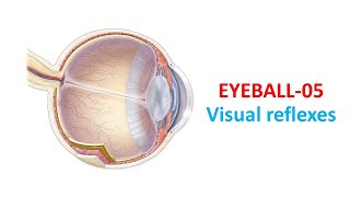 Visual reflexes Prof Dr Md Ashfaqur Rahman [upl. by Kina]