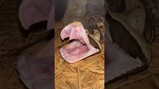 Queen of FANGS OUT FRIDAY Gaboon viper Franklin [upl. by Refotsirhc]