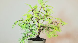 Bonsai juniperus media old goldI [upl. by Nedyarb]