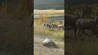 Bighorn Sheep Wildlife nature [upl. by Emoreg]