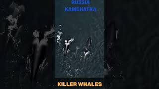 Killer Whales in Kamchatka Stunning Aerial Views of Orcas in Russias Wild Wilderness OrcaWhales [upl. by Mert152]