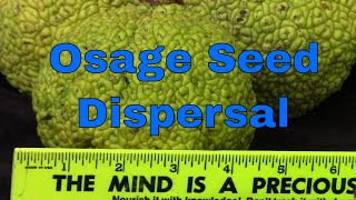 Osage Orange Ecological Aspects of Historical Distribution Hedge Horse Apple Maclura Pomifera Fruit [upl. by Rotkiv]