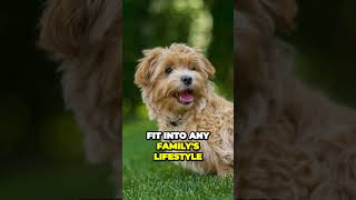 Maltipoo  the Poodle x Maltese Cross [upl. by Dave723]