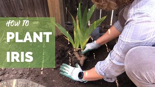 How to Plant Iris Correctly for Long Term Success [upl. by Nelyaw373]