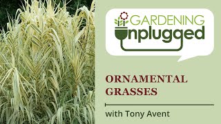 Gardening Unplugged  Ornamental Grasses for your Garden with Tony Avent [upl. by Gaskill]