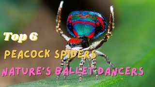 Top 6 The most exquisite peacock spiders  natures ballet dancers [upl. by Weber325]