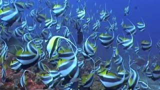 Moorish Idols Zanclus cornutus and Black amp White Butterflyfish Heniochus acuminatus [upl. by Hill]