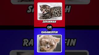 would you love savannah or Ragamuffin wouldyouloveyou quiz shorts [upl. by Boylston789]