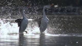 BBC Life The Grebes [upl. by Bensky]