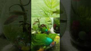 gappi fish bowl setup shortsfeed fish aquarium subscribe [upl. by Amaris267]