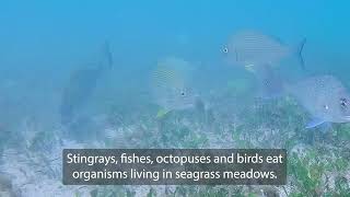 NSW marine life – the importance of seagrass [upl. by Ainek280]