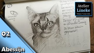 Hoe teken je een Kat 02 Abessijn  50 katten tekenen Challenge [upl. by Beera]