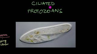 Protozoa  Biological Classification  Biology  Khan Academy [upl. by Euqinomahs]