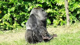 Baby Gorilla Makongo Finishes a Whole Milk Bottle amp Enjoys Time Outside with Mom [upl. by Korten]