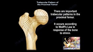 Trabecular Pattern of the Proximal Femur  Everything You Need To Know  Dr Nabil Ebraheim [upl. by Nivi]