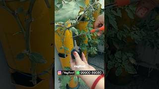 Harvesting Homegrown Veggies 🥬  Vegetables Vertical Gardening Harvesting  VegRoof [upl. by Viviane]